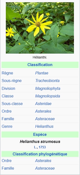 1.helianthi1.jpg